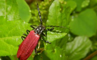 Lycocerus nigricollis Wittmer, 1984 角鬚緋異菊虎