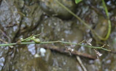 Murdannia edulis (Stokes) Faden 葶花水竹葉