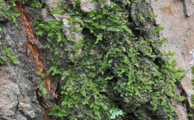 Frullania ericoides (Nees) Mont. 皺葉耳葉蘚