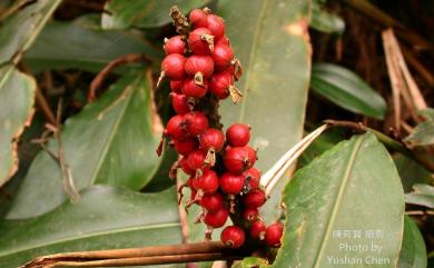 Alpinia shimadae Hayata 島田氏月桃