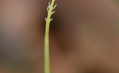 Arisaema matsudae 線花天南星