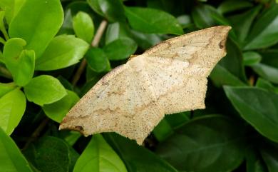 Pareclipsis serrulata (Wehrli, 1937)