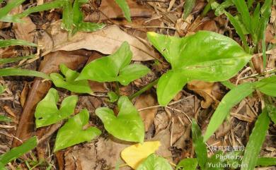 Typhonium blumei 土半夏