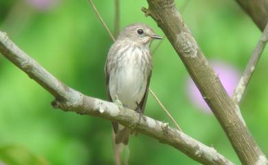 Muscicapa griseisticta (Swinhoe, 1861) 灰斑鶲