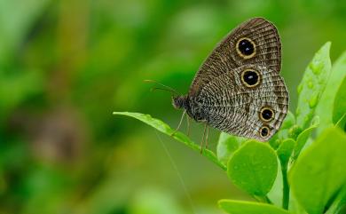 Ypthima multistriata Butler, 1883 密紋波眼蝶