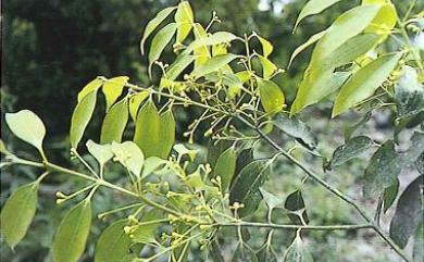 Cinnamomum insulari-montanum Hayata 臺灣肉桂