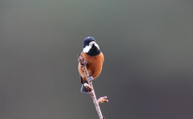 Sittiparus castaneoventris Gould, 1862 赤腹山雀