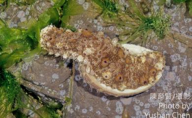 Holothuria pervicax Selenka, 1867 虎紋參