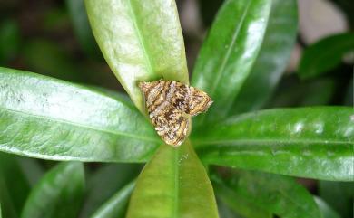 Choreutis ophiosema (Lower, 1896) 霧紋桑舞蛾