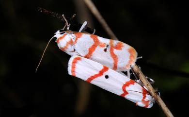 Cyana hamata hamata (Walker, 1854)