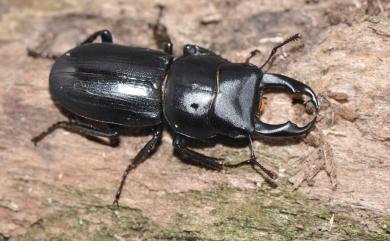 Dorcus striatipennis yushiroi Sakaino, 1997 條紋鍬形蟲