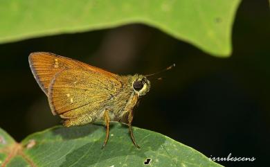 Ochlodes niitakanus (Sonan, 1936) 臺灣赭弄蝶