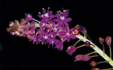 Scilla sinensis (Lour.) Merr., 1919 綿棗兒