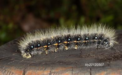 Saturnia japonica arisana (Shiraki, 1913) 雙黑目天蠶蛾