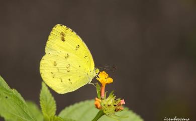 Eurema hecabe (Linnaeus, 1758) 黃蝶