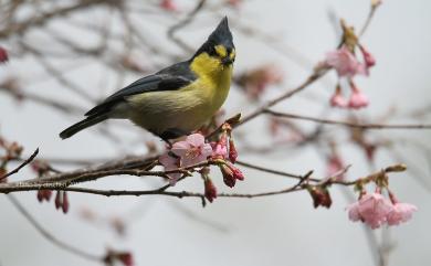 Machlolophus holsti (Seebohm, 1894) 黃山雀