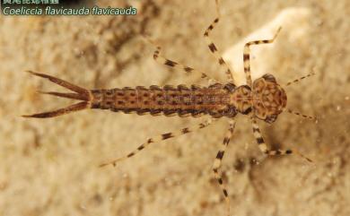 Coeliccia flavicauda flavicauda Ris, 1912 黃尾琵蟌