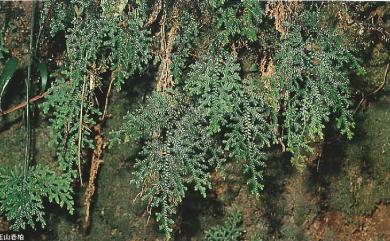 Selaginella labordei Hieron. ex Christ 玉山卷柏