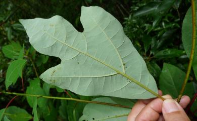 Sassafras randaiense (Hayata) Rehder 臺灣檫樹