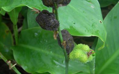 Canna indica L. 美人蕉