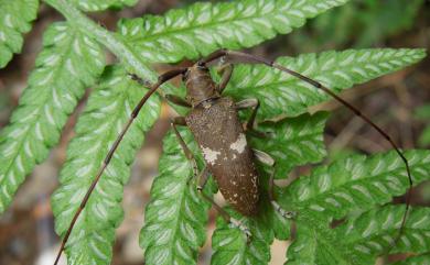 Blepephaeopsis yagii Hayashi, 1992 八木氏粗天牛