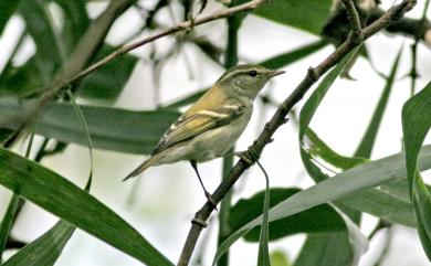 Phylloscopus inornatus (Blyth, 1842) 黃眉柳鶯