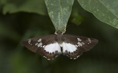 Satarupa formosibia Strand, 1927 臺灣颯弄蝶