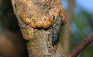 Euterpnosia viridifrons Matsumura, 1917 青面姬春蟬