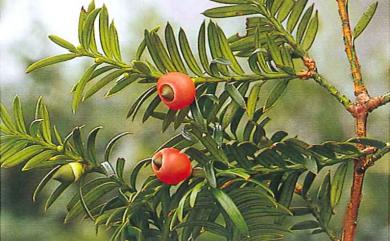 Taxus sumatrana (Miq.) de Laub. 南洋紅豆杉