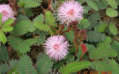 Mimosa pudica 含羞草