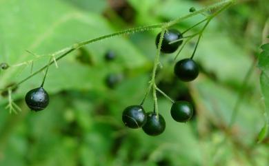 Gynostemma pentaphyllum (Thunb.) Makino 絞股藍