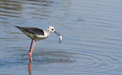 Himantopus himantopus (Linnaeus, 1758) 高蹺鴴