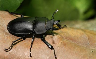 Neolucanus taiwanus Mizunuma, 1994 臺灣圓翅鍬形蟲