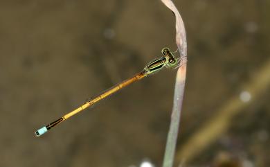 Ischnura aurora aurora (Brauer, 1865) 朝雲細蟌