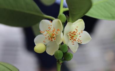 Cleyera japonica var. morii 森氏紅淡比