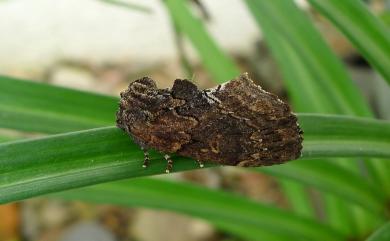 Lophontosia fusca Okano, 1960 棕冠齒舟蛾