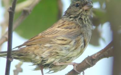 Emberiza spodocephala spodocephala Pallas, 1776 黑臉鵐(指名亞種)