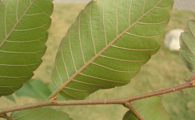 Zelkova serrata (Thunb.) Makino 櫸