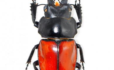 Neolucanus swinhoei Bates, 1866 紅圓翅鍬形蟲