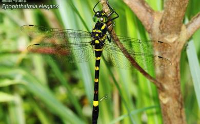 Epophthalmia elegans (Brauer, 1865) 慧眼弓蜓