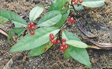 Ardisia brevicaulis 屯鹿紫金牛