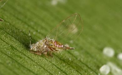 Leptynoptera sulfurea Crawford, 1919 瓊崖海棠木蝨