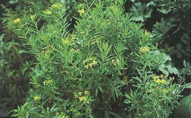 Euphorbia formosana 臺灣大戟