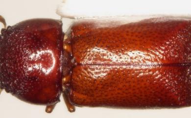 Xylopsocus castanoptera (Fairmaire, 1850)
