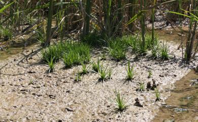 Eriocaulon buergerianum 連萼穀精草