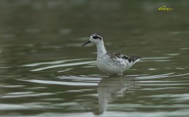 Phalaropus lobatus (Linnaeus, 1758) 紅領瓣足鷸