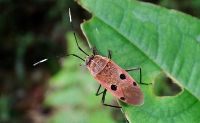 Physopelta quadriguttata Bergroth, 1894 四斑紅蝽