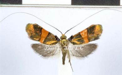 Nemophora sakaii (Matsumura, 1931) 鑲黃帶長角蛾