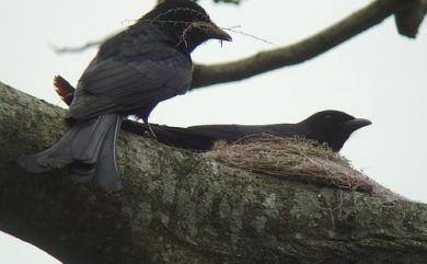 Dicrurus macrocercus cathoecus Swinhoe, 1871 大卷尾