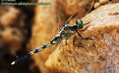 Orthetrum albistylum speciosum (Uhler, 1858) 白刃蜻蜓